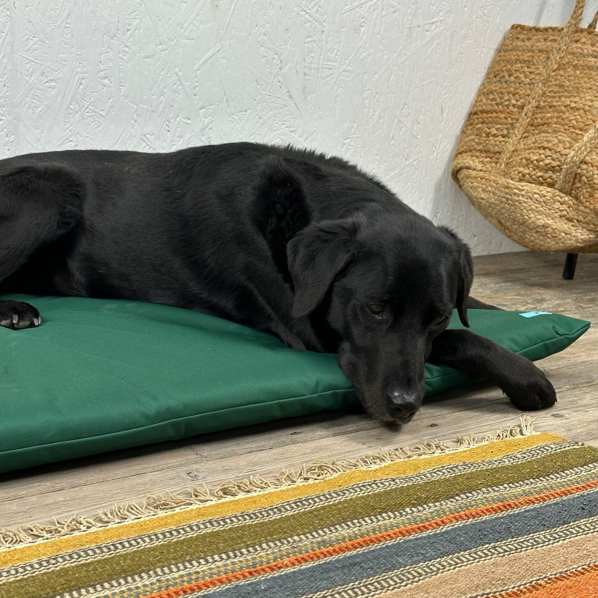 Picture of New Forest Green mat, dog bed for cages crates, Tough waterproof Dog ...